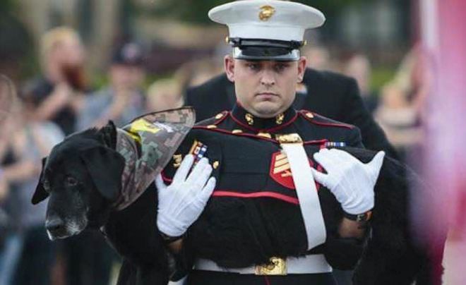 Military Dog With Terminal Cancer Gets Tear-filled Hero’s Farewell