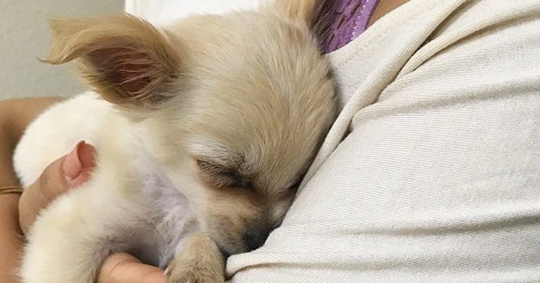 Puppy Found Abandoned In Airport Bathroom With Heartrending Note