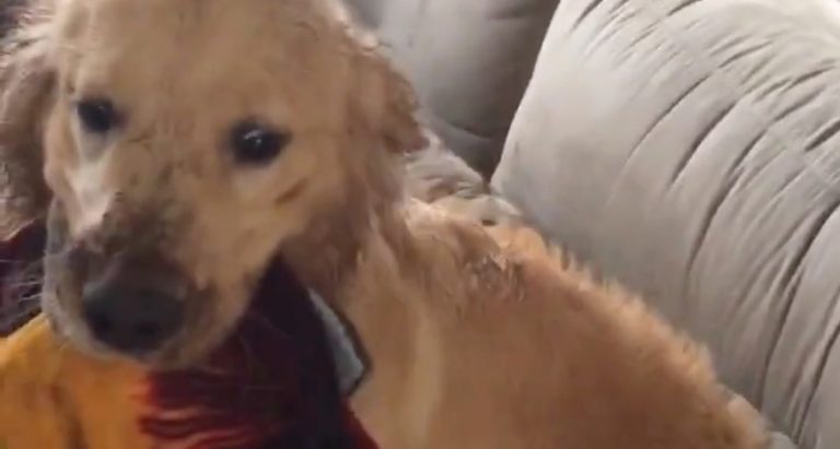 Golden Retriever Hilariously Redecorates Home With His Muddy Paws