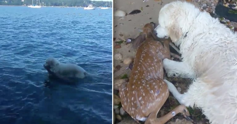 dog saves deer from drowning