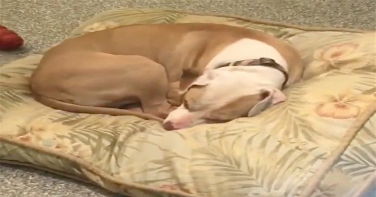 Homeless Dog Thinks It Is Just Another Day At The Shelter Until He Hears His Name