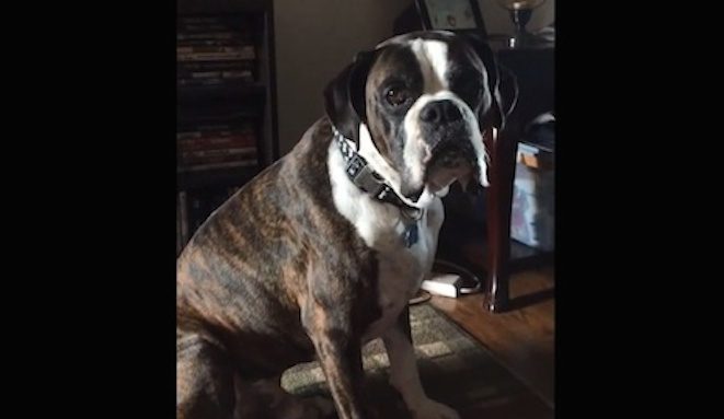 Rescued Boxer Dog Wants His Dinner Served On Time