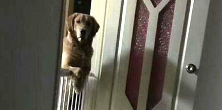 Man’s Dog Watches Him Fall Asleep Every Night, He Later Learns Heartbreaking Reason Why