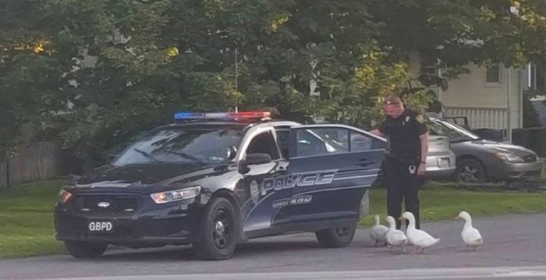 Troublemaking Ducks Picked Up By Cops For Loitering Around Gas Station