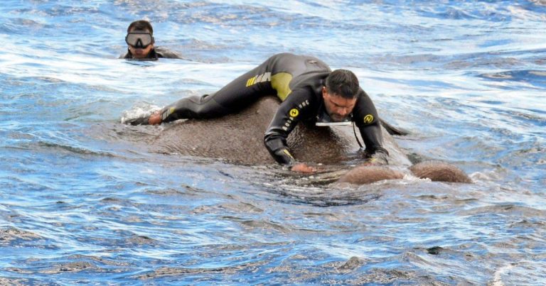 Elephant Swept Miles Out To Sea Dramatically Rescued By Navy