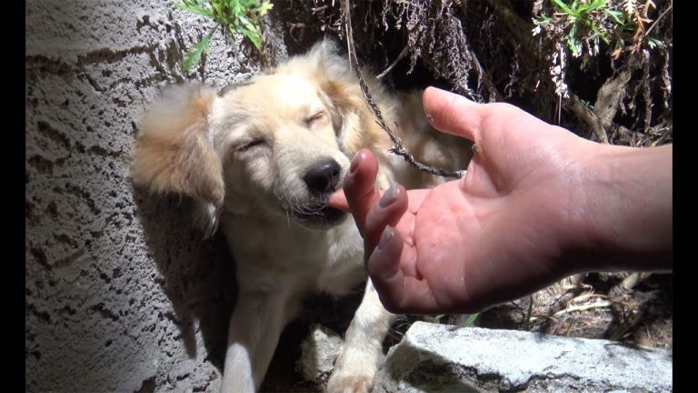 Fox puppy Hope For Paws