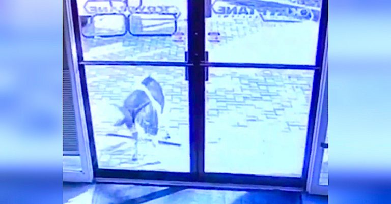Security Footage Of Office Break-In Reveals Surprising Culprit