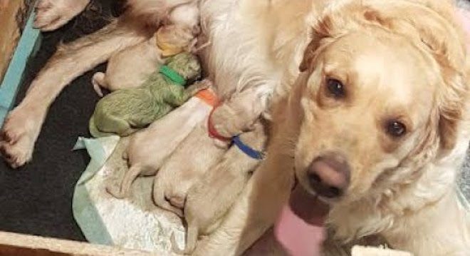 Golden Retriever Gives Birth To Rare Green Puppy