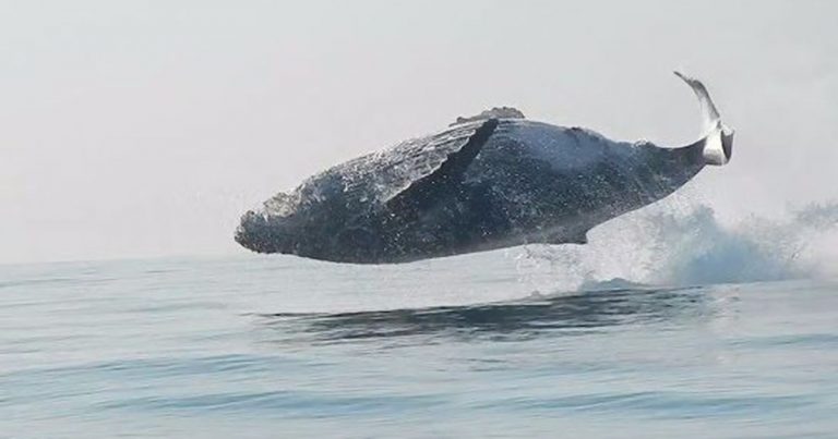 humpwhale jumps clear out of water