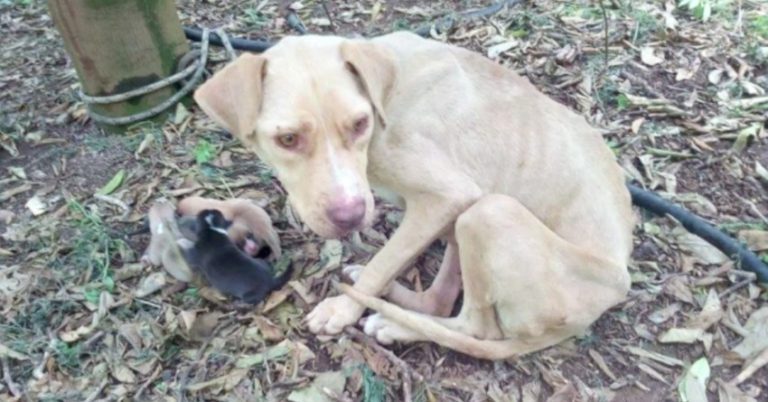 abandoned pregnant dog abandoned
