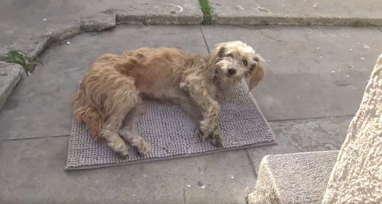 Injured Stray Dog Collapses In Woman’s Yard Asking For Help