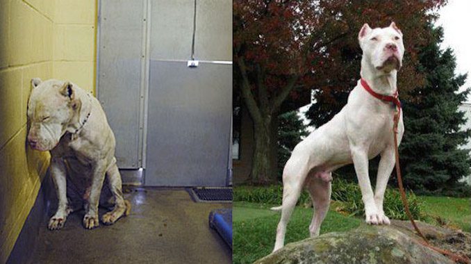 Dog Had Lost All Hope and Was Almost Killed Until A Rescuer Shares His Picture