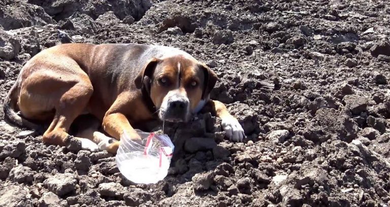 Abandoned Dog Who Was Paralyzed With Fear Springs To Life Once Rescued