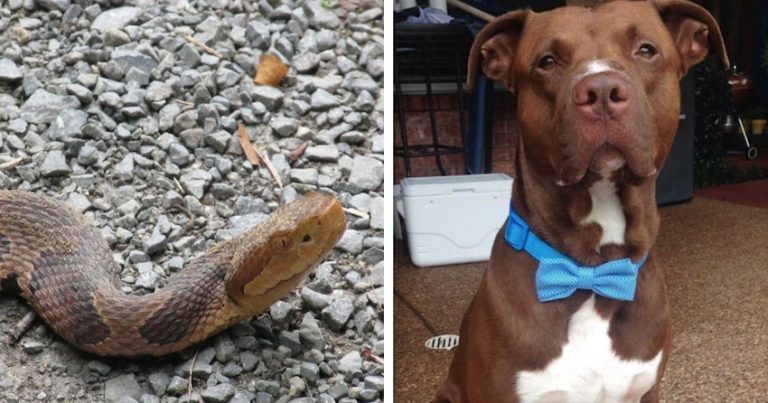 Heroic Pit Bull Hears Child’s Screams And Runs To Save Him From Snake