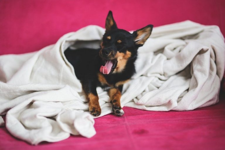 Rescued Puppy Pulls Her Blanket Outside To Share It With Stray Dog