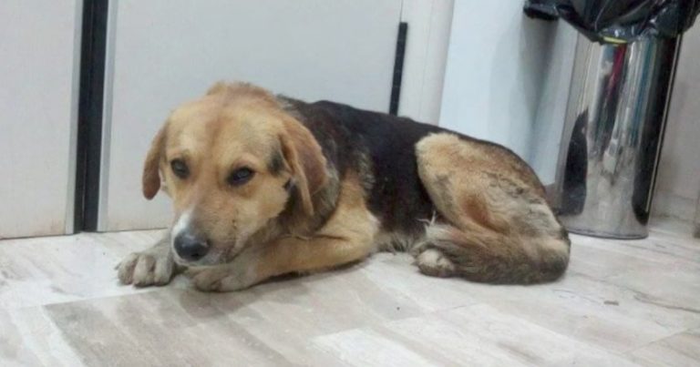 Stray Dog Who Was Victim Of Children’s Cruelty Loses His Voice But Not His Spirit