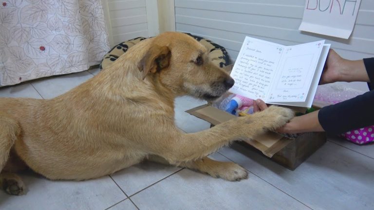 Sad Shelter Dog Gets Unexpected Letter From Adoptive Family