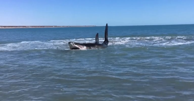 Man Bravely Checks On Injured Great White Shark Thrashing In Shallow Water