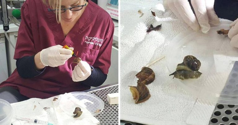 Snail With Broken Shell Has It Lovingly Repaired By Vet