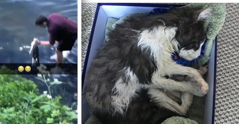 Teens At Party Comes To The Rescue Of Drowning, Blind 20-Year-Old Cat