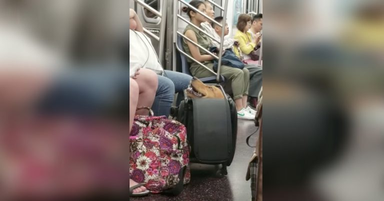 Golden Retriever on NYC subway