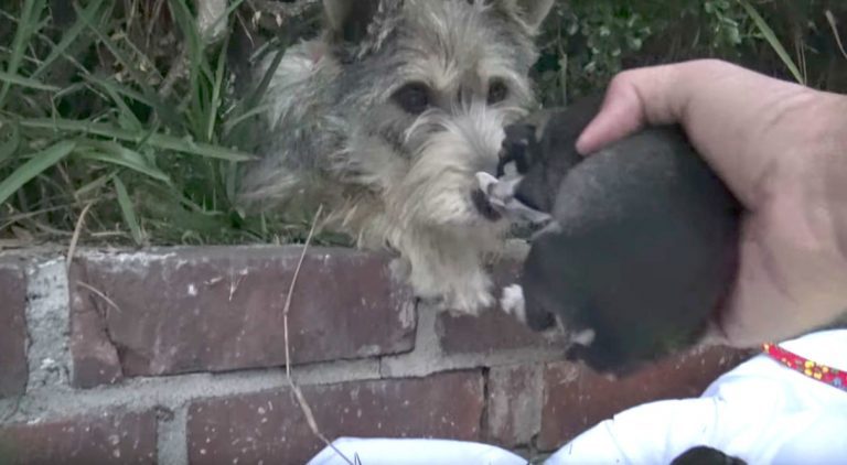 Stray Mama Dog Who Just Gave Birth Makes Sure Rescuers Get All Her Puppies