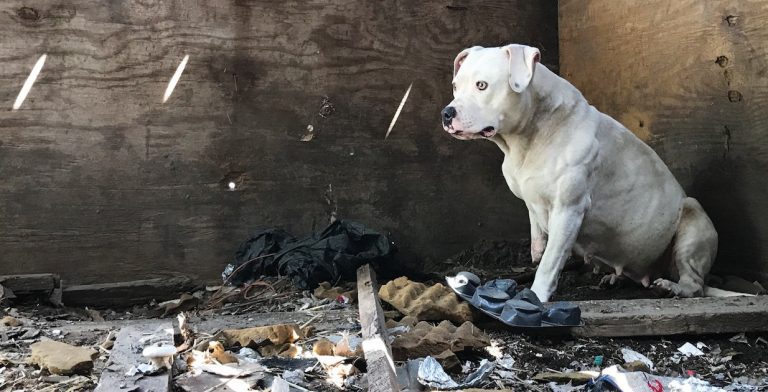 Treya dog rescue
