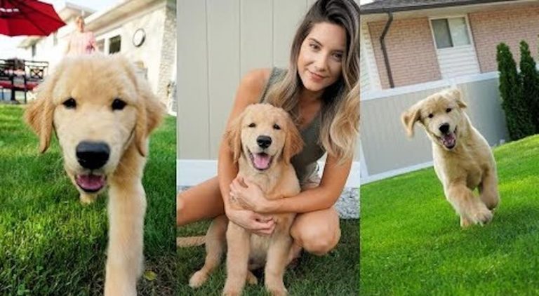 Puppy Gets ‘Play Date’ with Grandparents