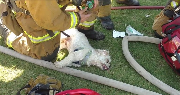 Unconscious Dog Brought Back To Life By Heroic Firefighters
