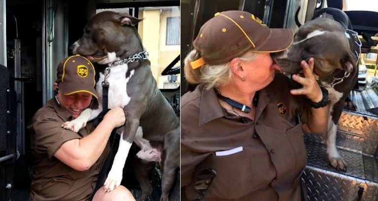 UPS Driver Adopts Friendly Pit Bull On Her Route After Dog’s Owner Dies