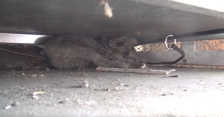 Tiny Yorkie Almost Crushed By Propane Tanks Given A Helping Hand