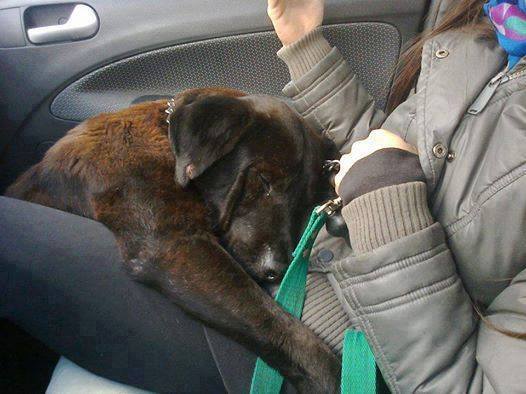 Photos Of Once-Abandoned Dogs After Their Rescue Show Pure Happiness