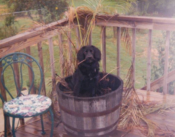 Man Writes Beautiful Tribute To His Dog Who Loved To Dig Holes