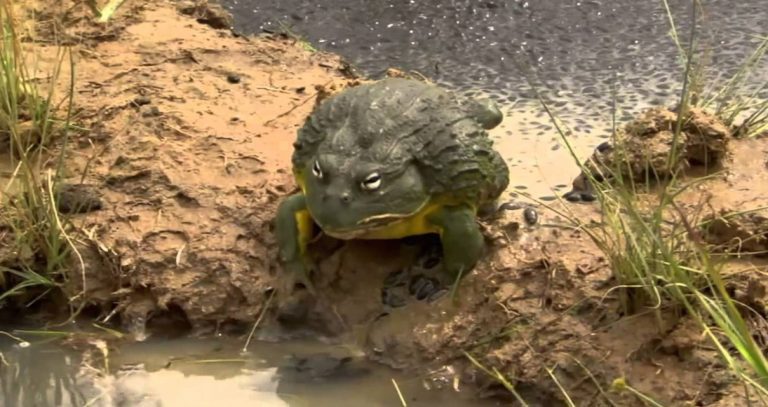 Devoted Bullfrog Dad Saves His Tadpoles From Dying
