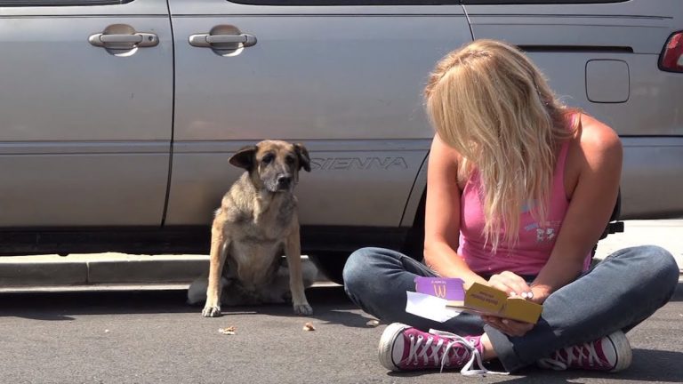 Abandoned Senior German Shepherd Hides Under Car Because She Had Nowhere Else To Go