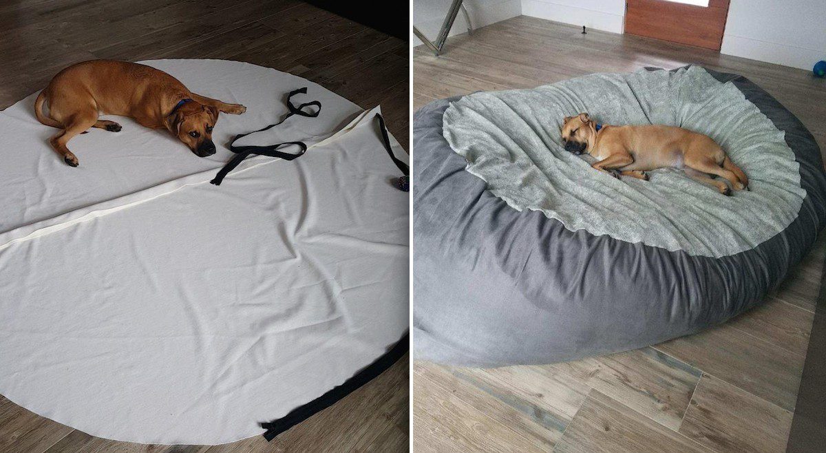 pet bean bag