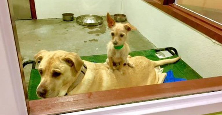 Bonded pair of strays Bonnie and Clyde