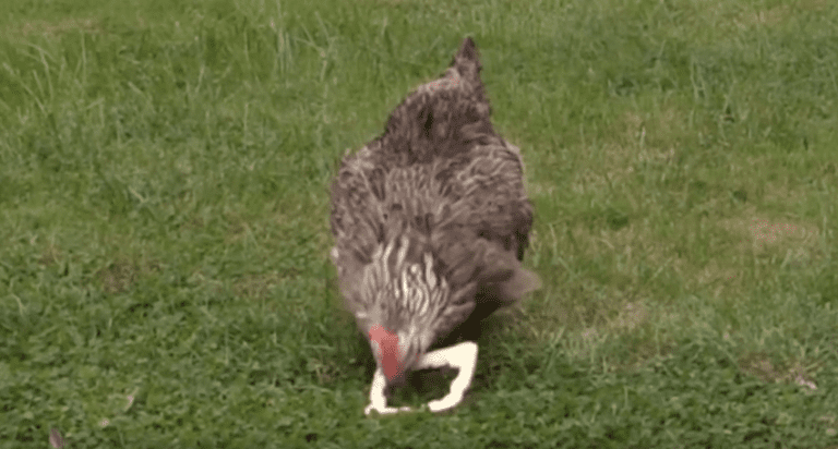 Clever Chicken Pulls Off A Brilliant Move With A Piece Of Bread