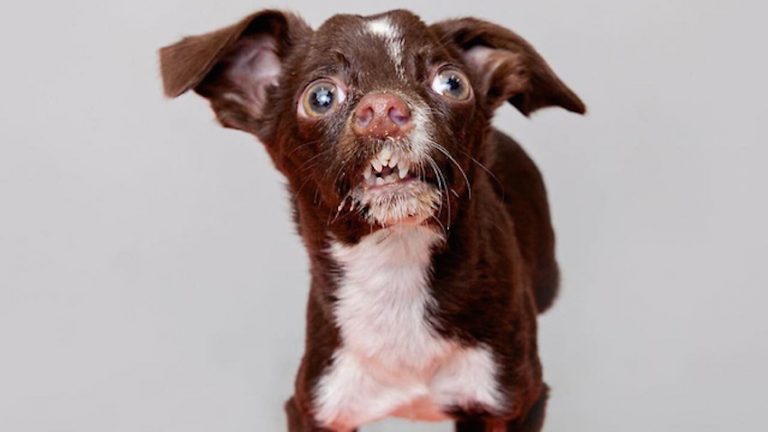 ‘Ugly Duckling’ Dog Found Wandering Streets Welcomed By His New Family