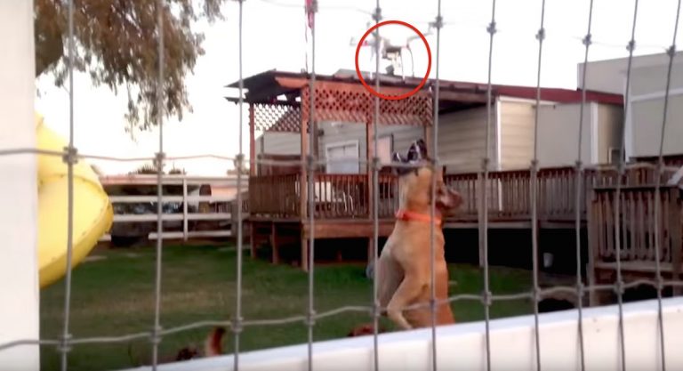 Neighbors Instantly Regret Taunting Dogs With Drone