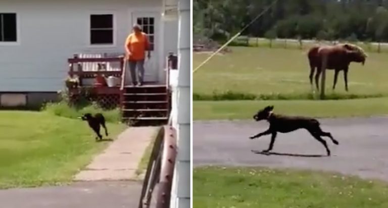 dog brings carrot to his buddy horse