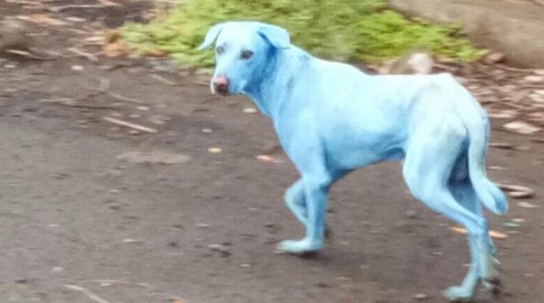 stray dog dyed blue by pollution