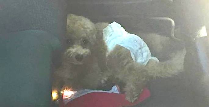 dog in diapers left in hot car