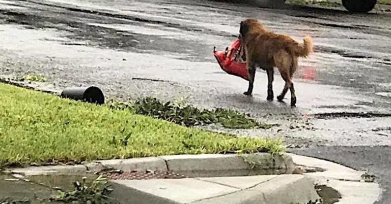 dog in hurricane harvey