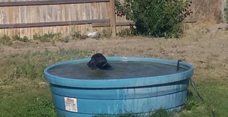 Adorable Dog Shows Her Dad How Much She Loves her Pool