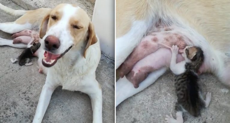 mama dog nurses stray kitten
