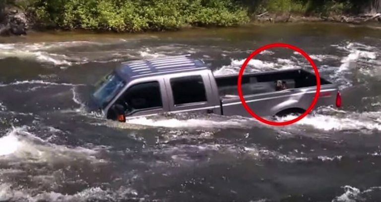 Dog Trapped On Submerged Truck In Raging River Gets A Helping Hand