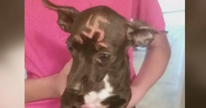 dog with swastika appears on woman's doorstep