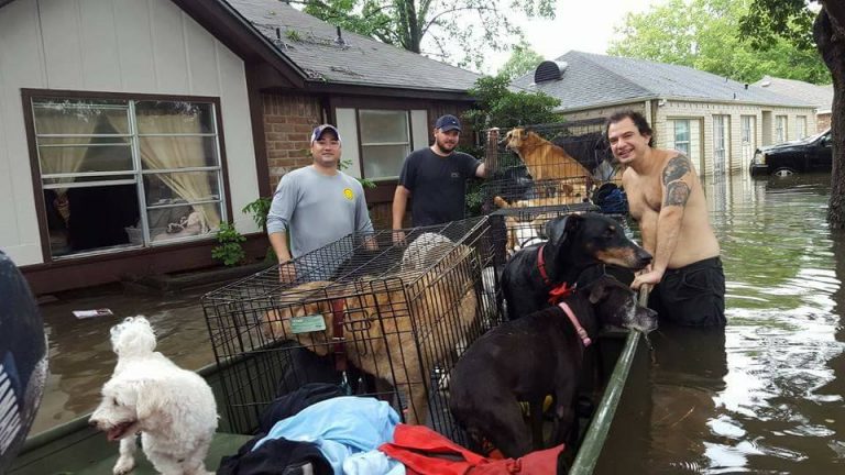 Woman Risks Her Life To Save 21 Dogs From Drowning In Floods