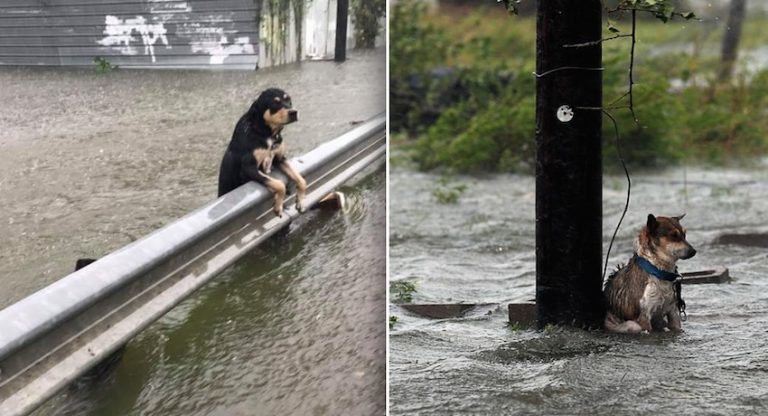 Chained Dogs Left To Die All Alone After Hurricane Harvey Flood